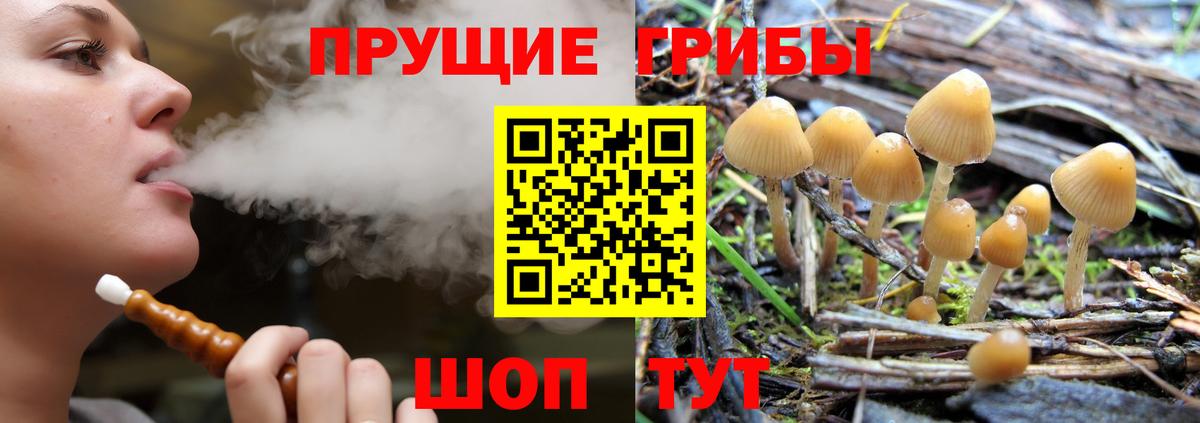 Галлюциногенные грибы Psilocybe Вичуга
